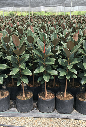 Uniform and Vigorous Growth